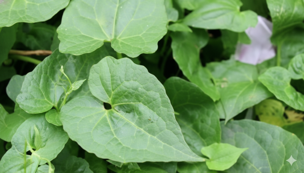 লতাপাতা